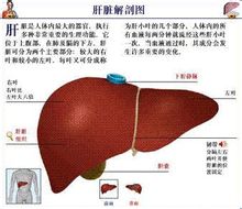 肝脏解剖彩图